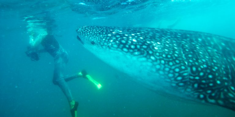 Whale Shark Swimming Tours in the Sea of Cortez with Cabo Expeditions	