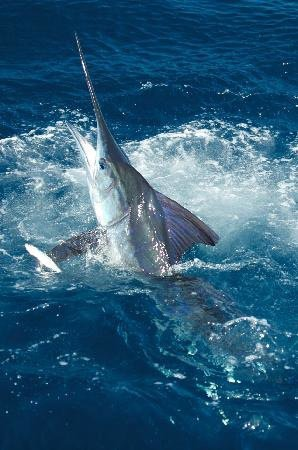 Fishing in Cabo San Lucas	