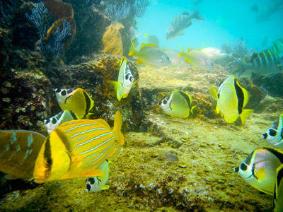 Scuba Diving Tours in the Sea of Cortez Baja California Sur	