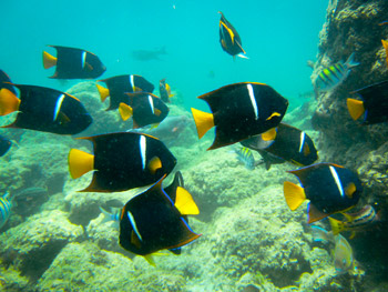 Diving in Los Cabos Mexico	