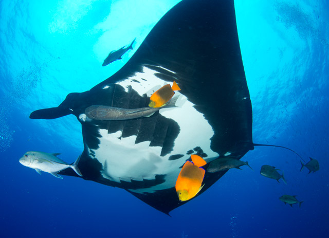 Giant manta ray being cleaned by Clarion angelfish and others at Socorro Island in Mexico	