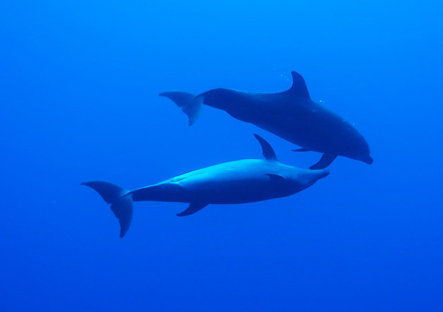 diving at the Socorro Island in Baja California Sur Mexico Giant manta ray at the Revillagigedo Islands	