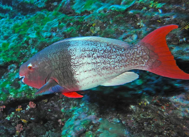 Diving in Baja California Sur at Socorro Island	