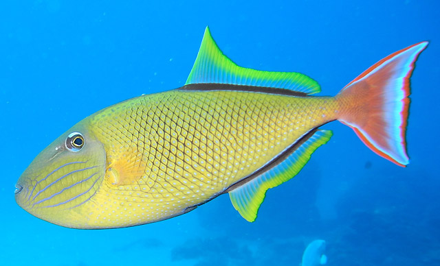 Diving in Mexico at Socorro Island	