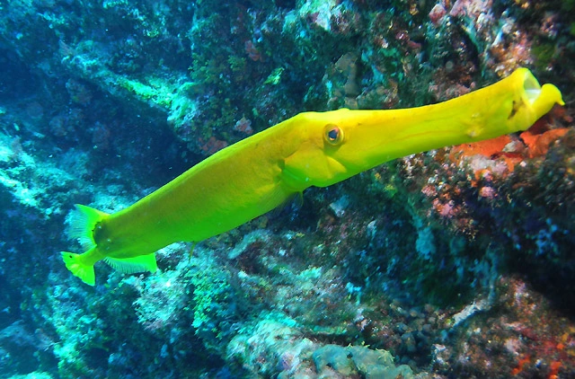 Diving at the Giant manta ray at the Revillagigedo Islands in Mexico Socorro Island	