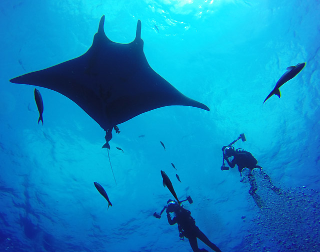 Giant manta ray at the Revillagigedo Islands	