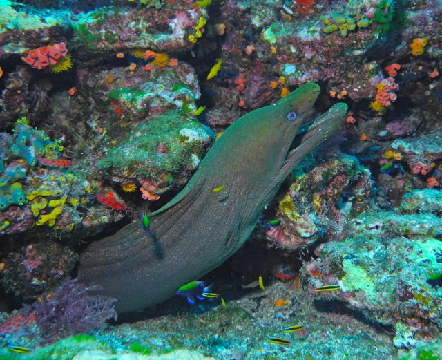 Scuba diving in Cabo San Lucas Mexico	