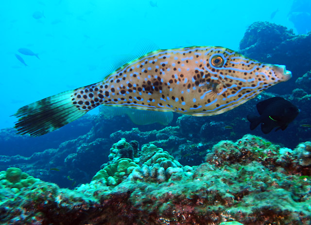 Scuba Diving in Baja California Sur Mexico	