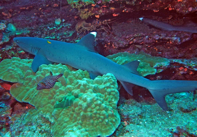 Scuba Diving Tours in the Sea of Cortez Baja California Sur	