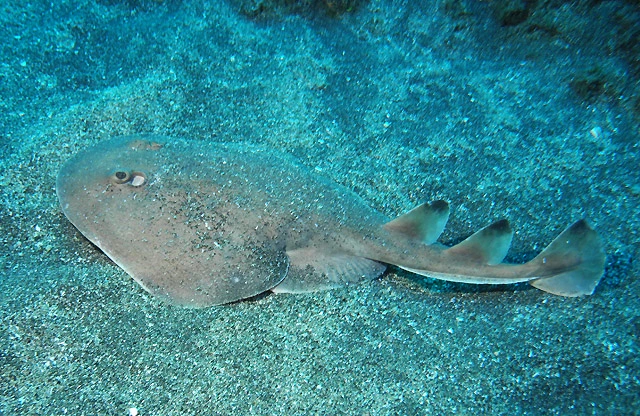 Diving in Revillagigedo Islands Mexico	