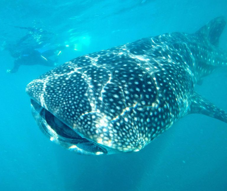 Diving with Whale Sharks in the Sea of Cortez	