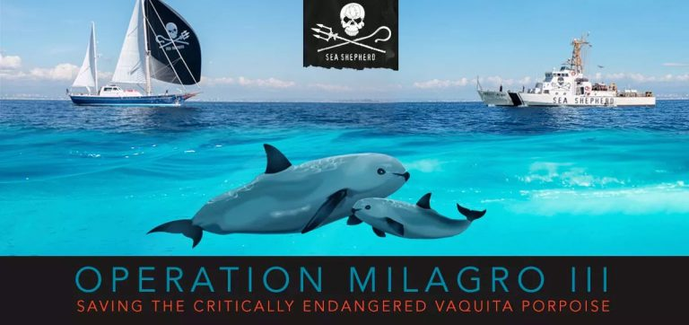 Save the critically endangered vaquita porpoise	