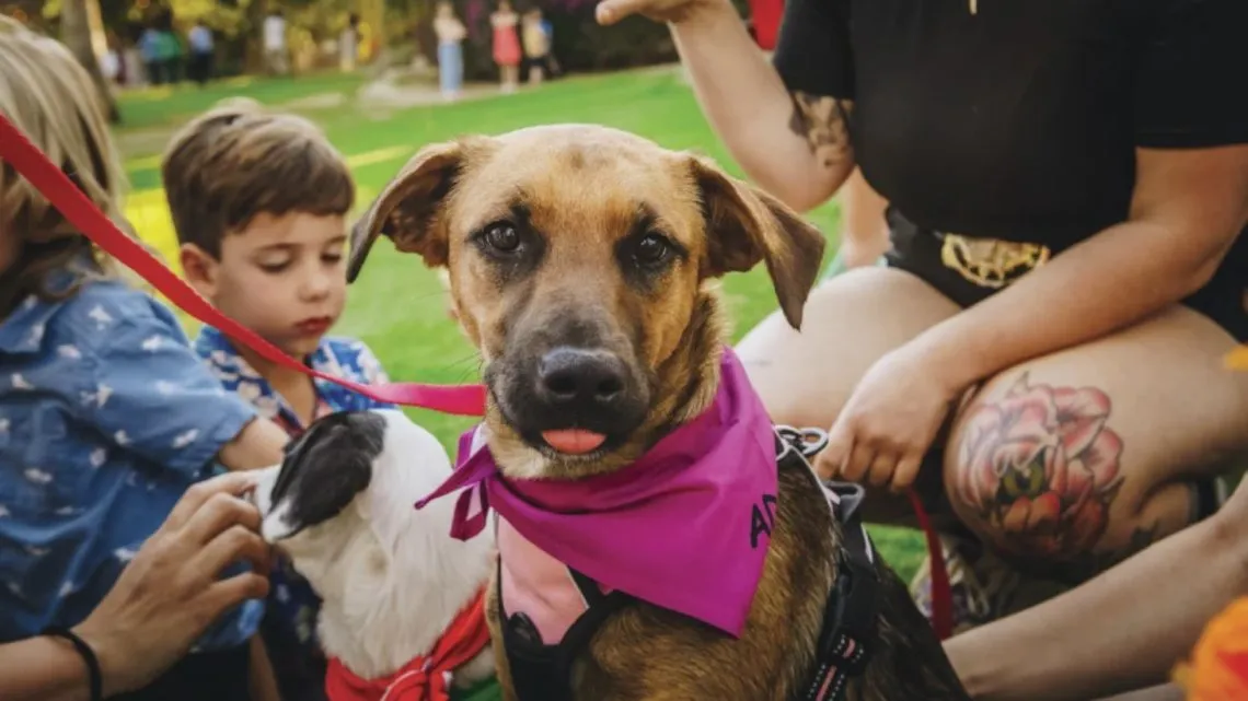 Cabo Villas gives back to charity in the Cabo San Lucas Mexico community with Kind Traveler and Corazon Flora animal rescue	