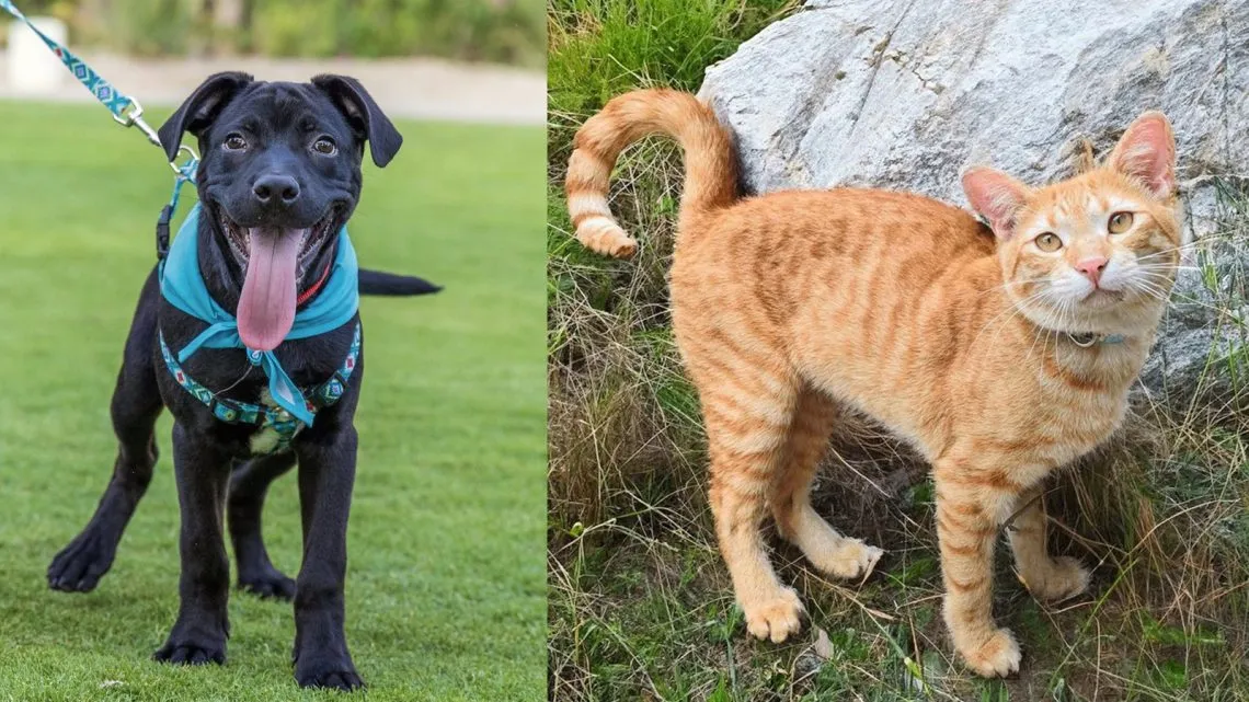 Cabo Villas gives back to charity in the Cabo San Lucas Mexico community with Kind Traveler and Corazon Flora animal rescue	