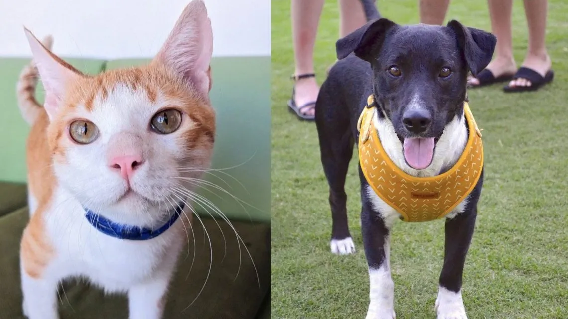 Cabo Villas gives back to charity in the Los Cabos Mexico community with Kind Traveler and Corazon Flora animal rescue	