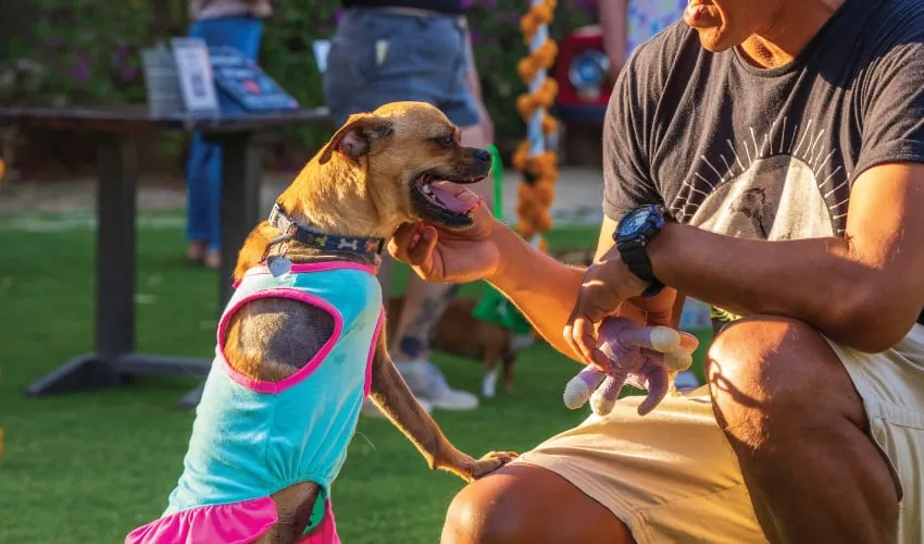 Cabo Villas gives back to charity in the Cabo San Lucas Mexico community with Kind Traveler and Corazon Flora animal rescue	