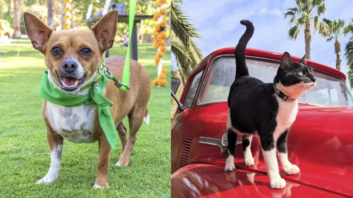 Cabo Villas gives back to charity in the Cabo San Lucas Mexico community with Kind Traveler and Corazon Flora animal rescue	
