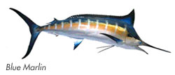 Blue Marlin - Los Cabos Fishing Species Guide