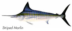 Striped Marlin - Los Cabos Fishing Species Guide