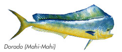 Dorado - Los Cabos Fishing Species Guide