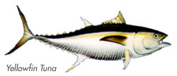Tuna - Los Cabos Fishing Species Guide