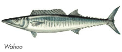 Wahoo - Los Cabos Fishing Species Guide