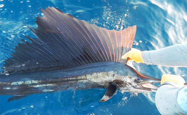 Fishing in Cabo San Lucas, Baja California Sur Mexico	