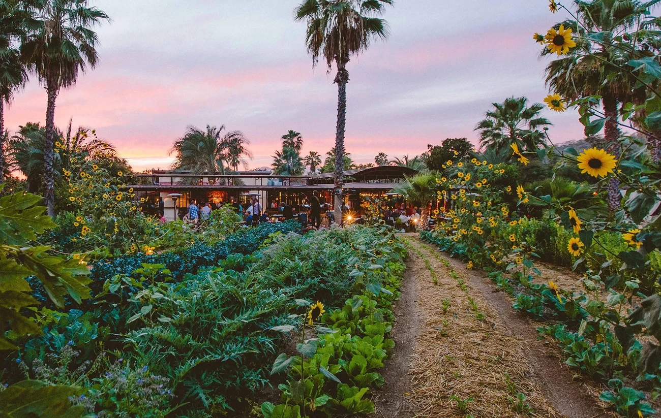 Farm to Table Restaurants and fine dining in Los Cabos